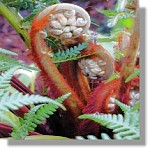 Ferd  Crosier Dicksonia Antartica