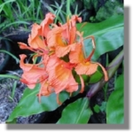 Flowering Ginger Lilies