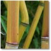 Phyllostachys aureosulcata. The Golden Crookstem Bamboo.