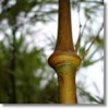 Chimonobambusa tumidissinoda. The Walking Stick Bamboo.