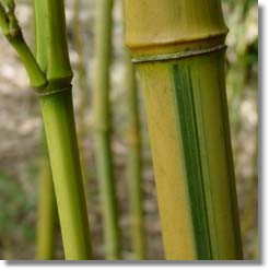 Phyllostachys aureosulcata Spectabilis. Golden Groove Bamboo.