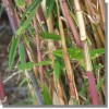 Himalayacalamus falconeri