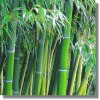 Phyllostachys Atrovaginata Green Perfume