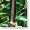 Phyllostachys nigra. Black Bamboo