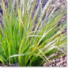 Grass acorus ogon sweet rush.