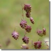 briza media quaking grass