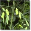 Grass.chasmanthium latifolium, Northern Oat Grass.