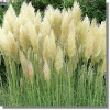 Cortaderia argentea Pampas Plume