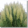 Cortaderia selloana Pumila Dwarf  Pampas