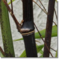 Black bamboo phyllostachys nigra.