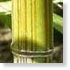 Bamboo phyllostachys violascens