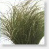 Sedge Carex Comans frosted curls.