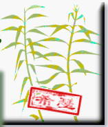 Grass garden styles including prairie and dry gravel.