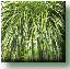 Buy sedges ginger bamboo and gasses Essex UK.